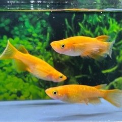 【メダカ】 紅華RLF トリオの画像