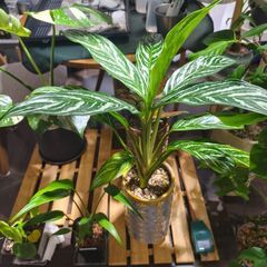 植物大好きな方