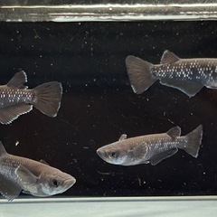 【メダカ】曜変天目　2ペア の画像