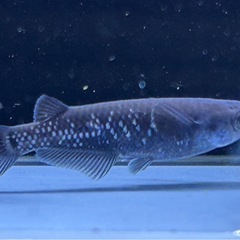 【メダカ】曜変天目　2ペア の画像