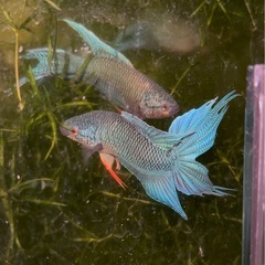 ロイヤルブルークラウンテール♂♀ペアの画像