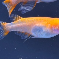 【メダカ】 IDOL (楊貴妃透明鱗) 2ペア ＋1の画像