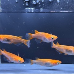 【メダカ】 IDOL (楊貴妃透明鱗) 2ペア ＋1の画像