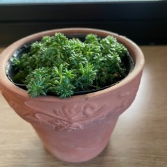 セダム🌱☺️の画像