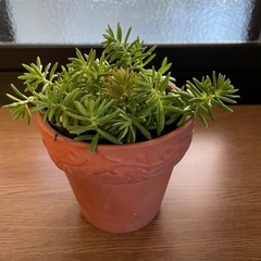 セダム🪴3号☺️の画像