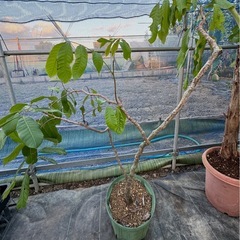 果樹　リュウガン　ロンガン　大苗　①　高さ90cmほどの画像