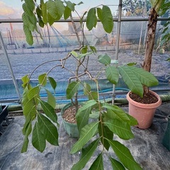 果樹　リュウガン　ロンガン　大苗　①　高さ90cmほどの画像