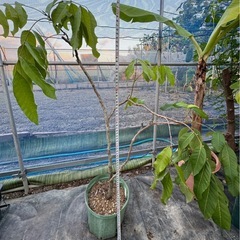 果樹　リュウガン　ロンガン　大苗　①　高さ90cmほどの画像