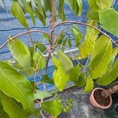 果樹　リュウガン　ロンガン　大苗　②　高さ110cmほどの画像