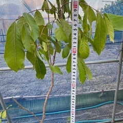 果樹　リュウガン　ロンガン　大苗　②　高さ110cmほどの画像