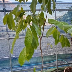果樹　リュウガン　ロンガン　大苗　②　高さ110cmほどの画像