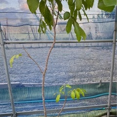 果樹　リュウガン　ロンガン　大苗　②　高さ110cmほどの画像