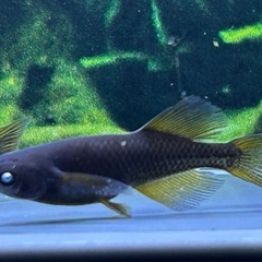 【メダカ】 五式タイプR RLF 6匹の画像