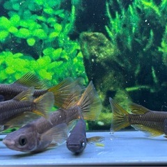 【メダカ】 五式タイプR RLF 6匹の画像