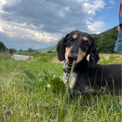 ミニチュアダックスフンド(ブラックタン)