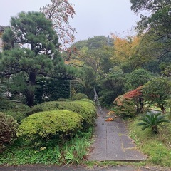 カキ（キズあり）無料　早いもの勝ち　残り少しの画像