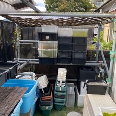 メダカ容器足場材込みの画像