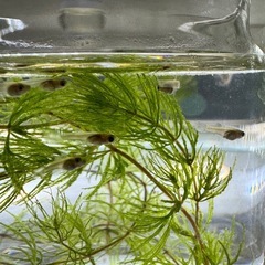 ブルーグラス稚魚20匹の画像