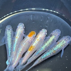 【メダカ】タイガーリリー　2ペア +2匹の画像