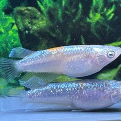 【メダカ】タイガーリリー　2ペア +2匹の画像