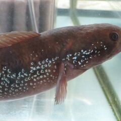 コウタイの画像