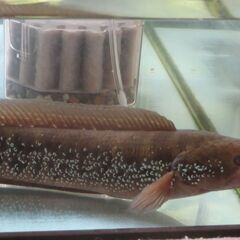 コウタイの画像