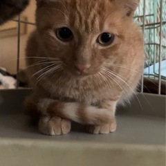 3ヶ月半くらい❣️去勢済み男の子