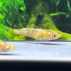 【メダカ】 金閣　2ペア ＋1匹の画像