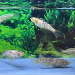 【メダカ】 金閣　2ペア ＋1匹の画像