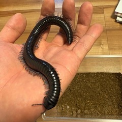 ベトナムオオヤスデ♀（ブルーレッグ ）の画像