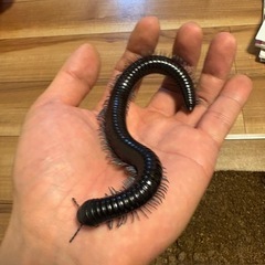 ベトナムオオヤスデ♀（ブルーレッグ ）の画像