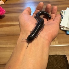 ベトナムオオヤスデ♀（ブルーレッグ ）の画像