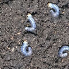 【離島ノコ 常温飼育可】ヤクシマノコギリクワガタ 幼虫5頭セット販売② 2025の画像