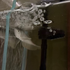 シルバーアロアナの画像