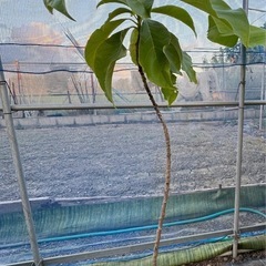 果樹苗　アボカド　ベーコン種　接木苗の画像
