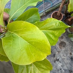 果樹苗　アボカド　ベーコン種　接木苗の画像