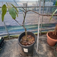 果樹苗　アボカド　品種ピンカートン？　　の画像