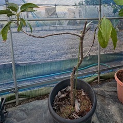 果樹苗　アボカド　品種ピンカートン？　　の画像