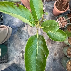 果樹苗　アボカド　品種ピンカートン？　　の画像