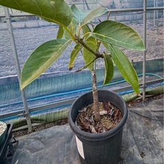 果樹苗　アボカド　品種ピンカートン？　　の画像