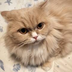 11月2日🌸✨すみれペットクリニック様でミヌエット🐈の譲渡会