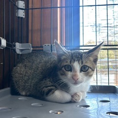 キジシロ黒さん達3きょうだい