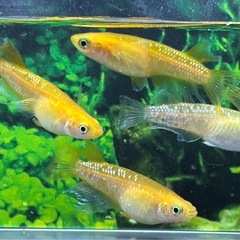 【メダカ】メイズフローラ　2ペア の画像