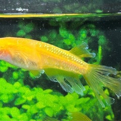 【メダカ】メイズフローラ　2ペア の画像