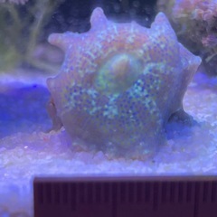 サンゴ　ディスクコーラルの画像