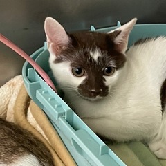 生後３カ月の男の子です。去勢手術済みです。