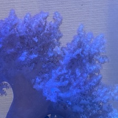 サンゴ　ヤワタコアシカタトサカの画像