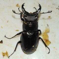 ミクラミヤマ  ♂2匹の画像