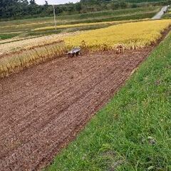 新米　令和7年産コシヒカリ　ハゼかけ米　信州立科産玄米30kgの画像