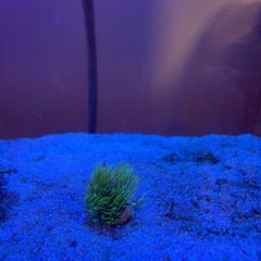 サンゴ スターポリプ① の画像